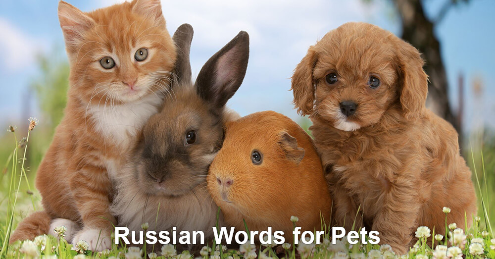 Russian Words for Pets 