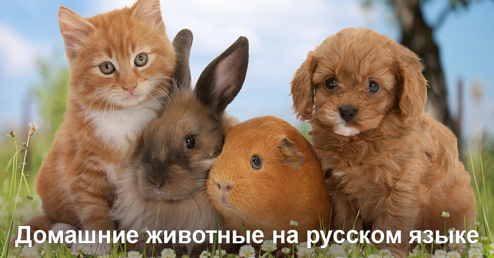 Домашние животные на русском языке